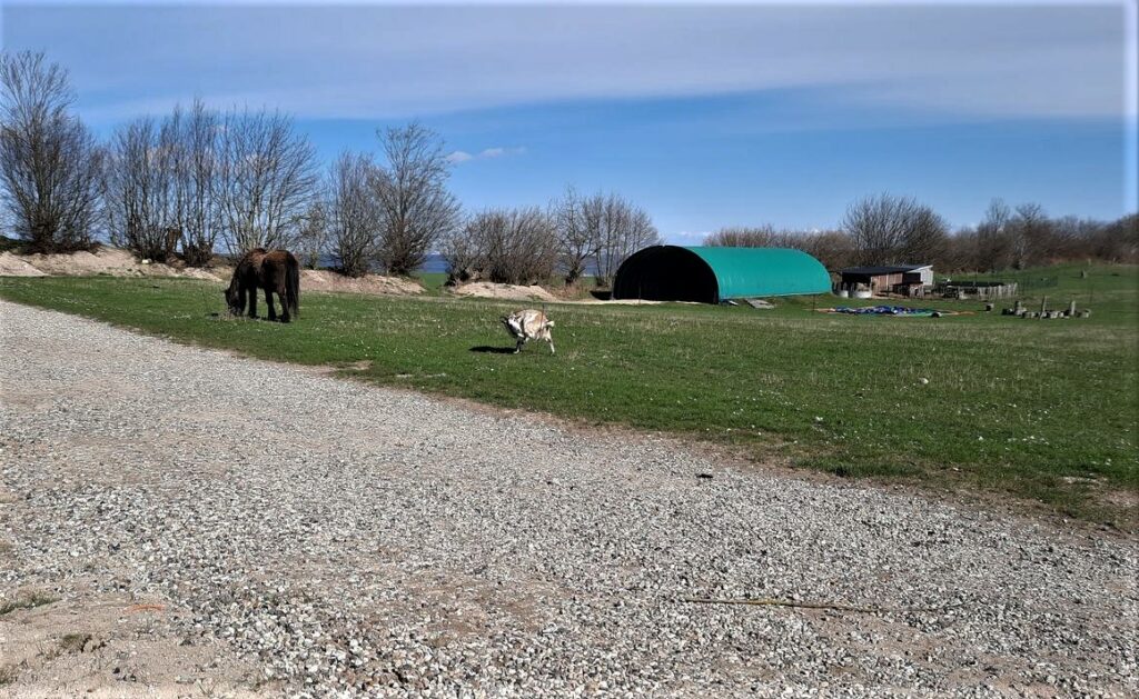 Ponys und Ziegen Walkys Farm