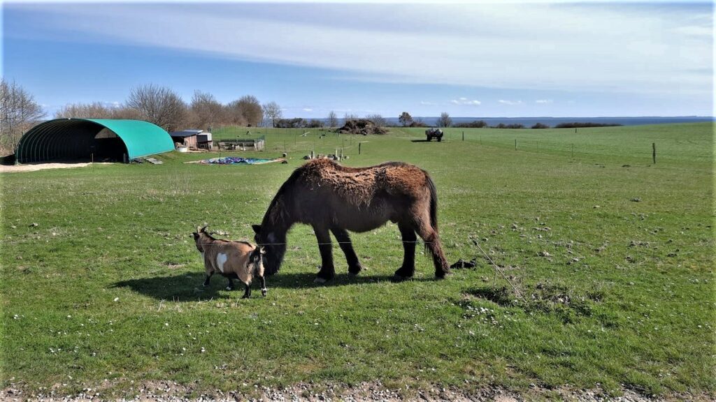 Ponys und Ziegen Walkys Farm